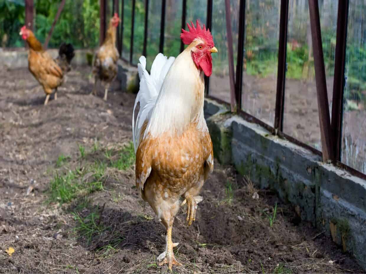 Chicken Wallpapers HD - PixelsTalk