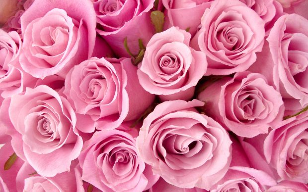 special pink roses picture for fb share.