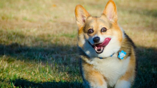 4k Resolution Corgi.