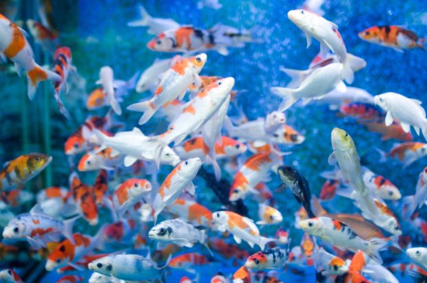 Aquarium Fish Tank Wallpaper HD.