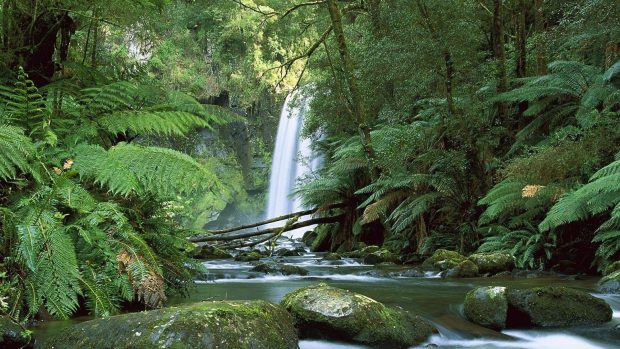 Australia falls stones greens fern 1920x1080.