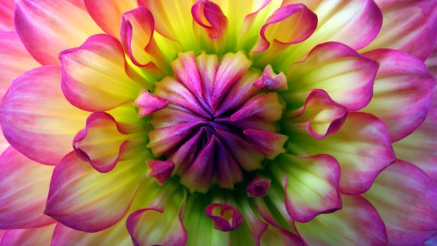 Awesome Dahlia Background.