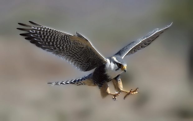 Awesome Falcon Photos.