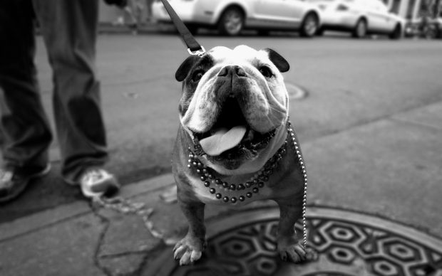 Back and White Bulldog Background.