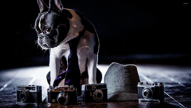 Backgrounds French Bulldog 2560x1440.