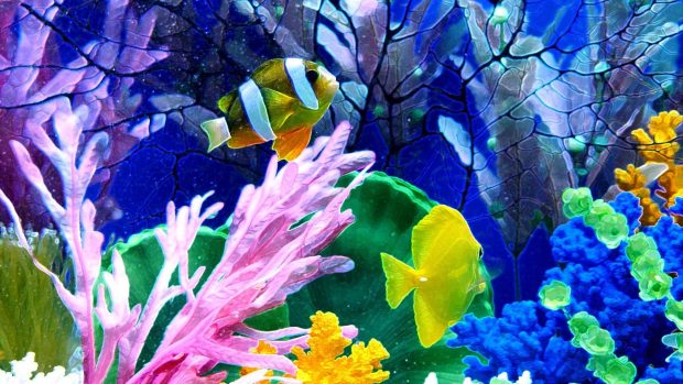 Backgrounds HD Fish Tank.