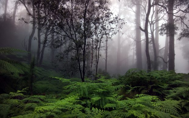 Best Fern Pictures.