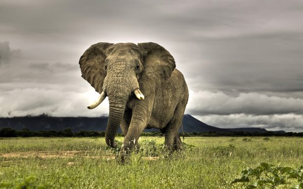 Best photo of African Bush Elephant.