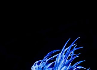 Betta Fish Backgrounds iPhone 6 Plus.