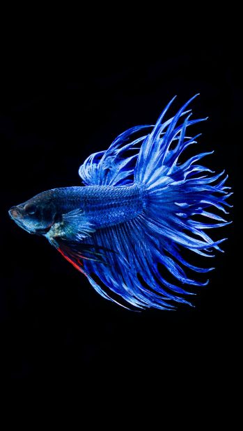 Betta Fish Backgrounds iPhone 6 Plus.