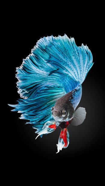 Betta Fish Images iPhone 6 And iPhone 6s.