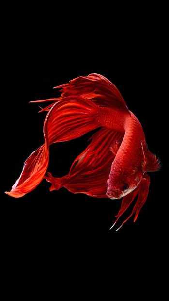 Betta Fish Wallpaper iOS 10.