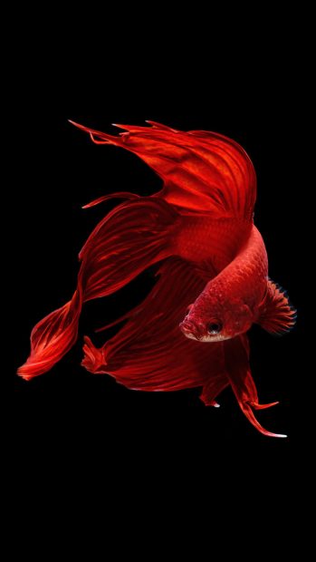 Betta Fish iPhone 6 And iPhone 6s Wallpaper.