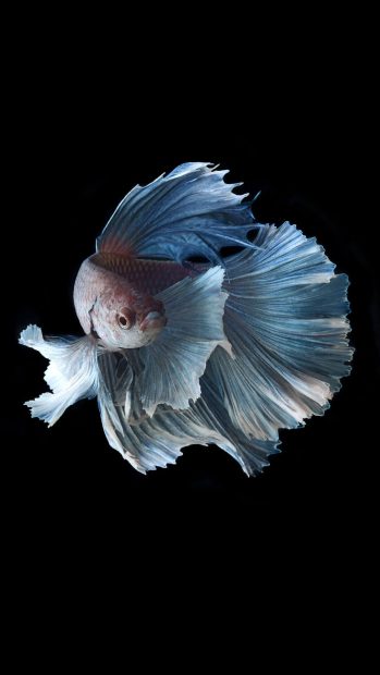 Betta Fish iPhone 7 Wallpaper.