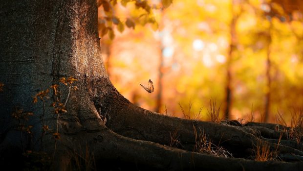 Butterfly in an enchanted forest wide hd wallpapers 1920x1080.