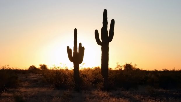 Cactus Background Full HD.