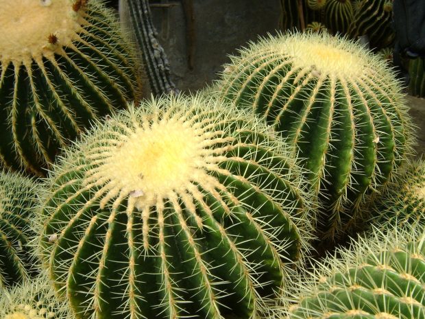 Cactus Background HD.