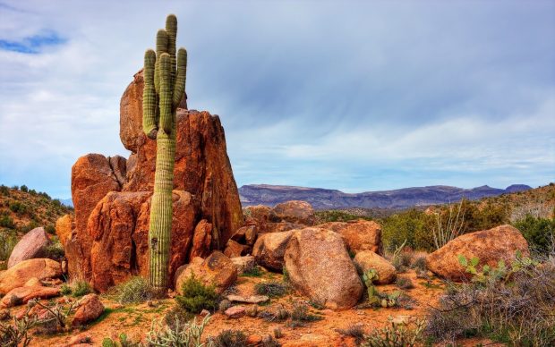 Cactus Background Widescreen.