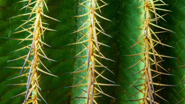 Cactus Background for Desktop.