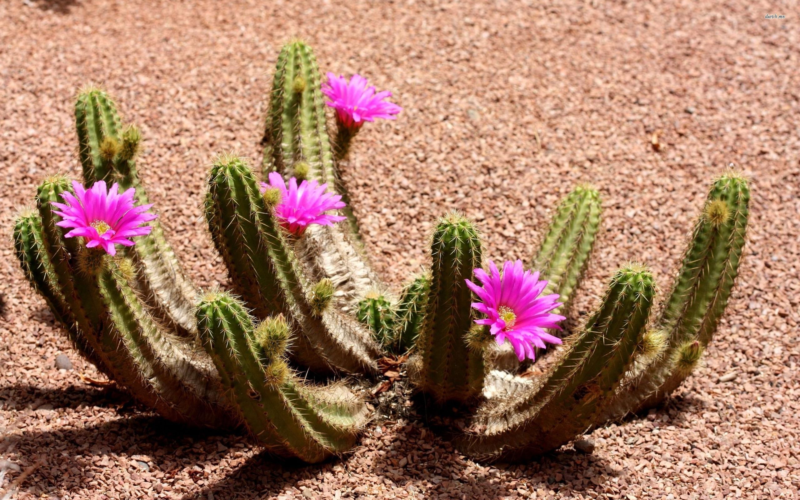 Cactus Desktop Background | PixelsTalk.Net