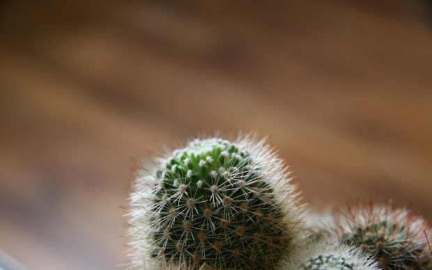 Cactus HD Wallpaper.