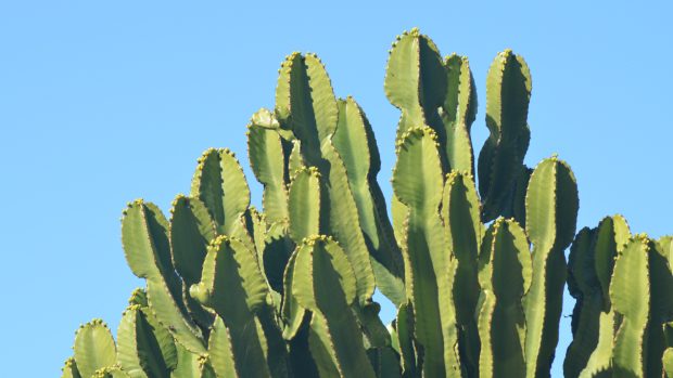 Cactus Wallpaper for Desktop.