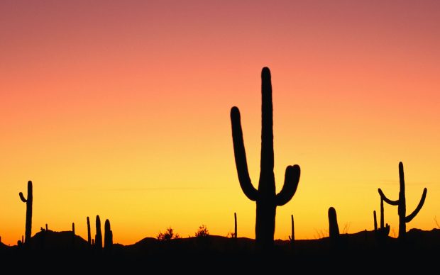 Cactus Widescreen Wallpaper.