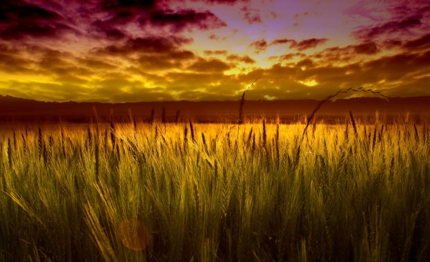 Colorful sunset over wheat field wallpaper 1920x1200.