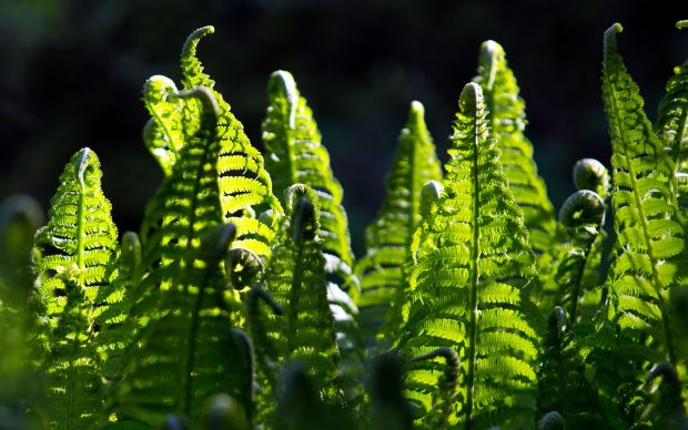 Computer Fern Pictures.