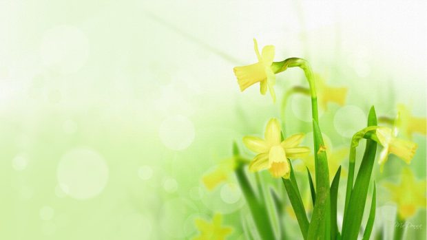 Cool Daffodil Background.