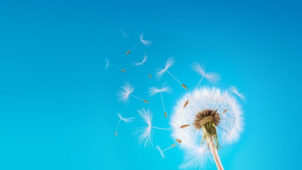 Cool Dandelion 1920x1080.