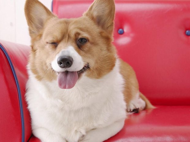 Corgi Background for Desktop.