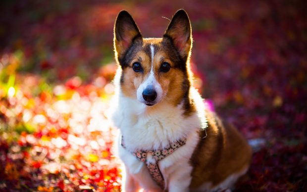 Corgi Desktop Wallpaper.