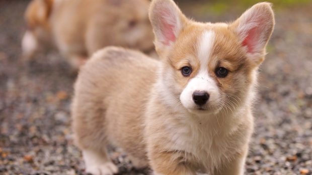 Corgi Wallpaper Full HD.