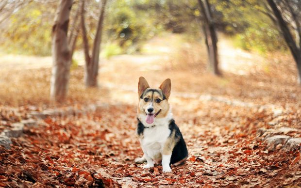 Corgi Wallpaper HD.