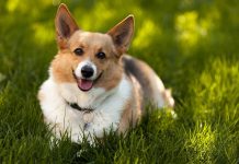 Corgi Wallpaper Widescreen.