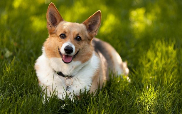 Corgi Wallpaper Widescreen.