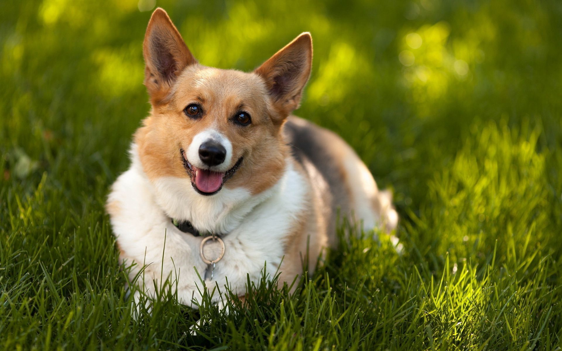 Chó Corgi Đỏ Nằm Trong Một Khu Vườn Đầy Nắng Mùa Hè Giữa Ánh Nắng Chói Và  Tia Nắng Rực Rỡ Hình ảnh Sẵn có  Tải xuống Hình ảnh Ngay bây