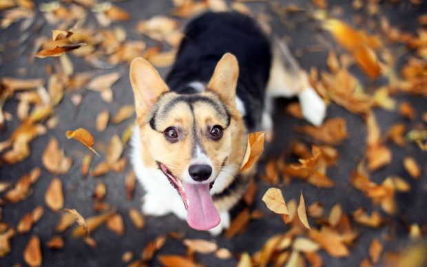 Corgi Wallpaper for Desktop.