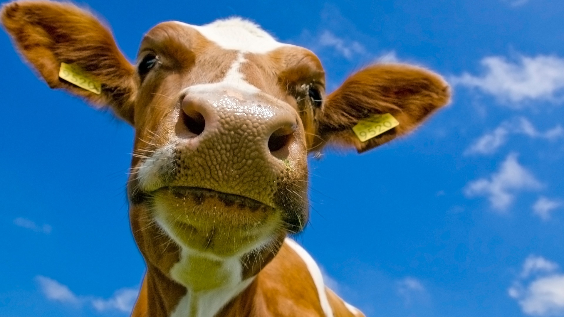 1000 Best Cow Images  100 Free Download  Pexels Stock Photos