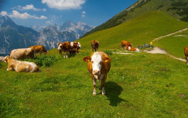 Cow Background HD.
