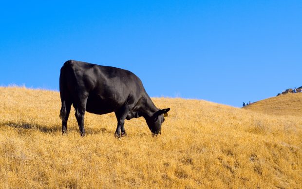 Cow Background Widescreen.