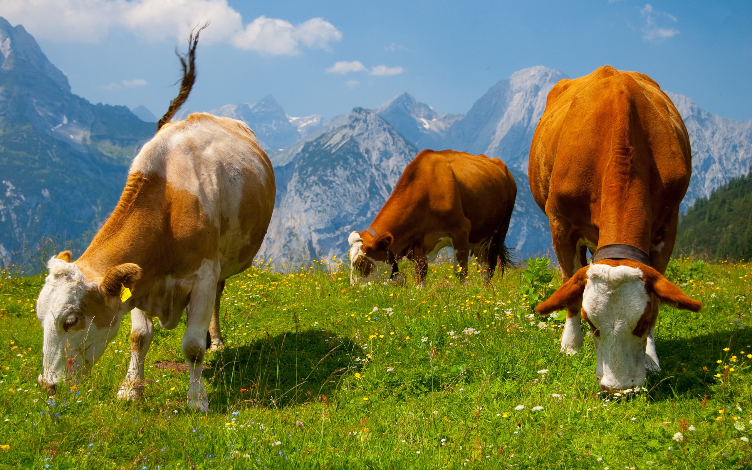 поле коровы природа животные загрузить