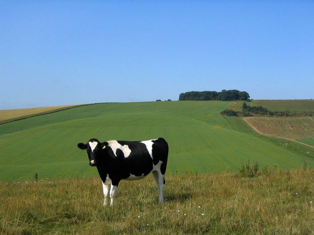 Cow Widescreen Wallpaper.