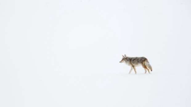 Coyote Background for Desktop.