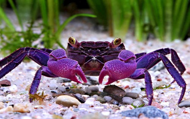 Crab Desktop Wallpaper.