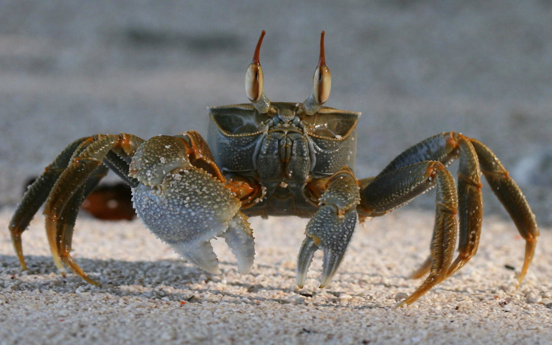 природа животные краб nature animals crab без смс