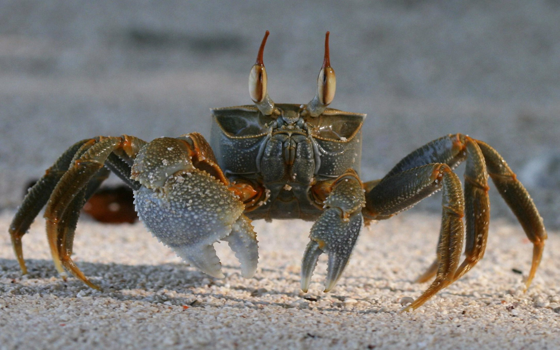 Coconut Crabs, Christmas Island без смс