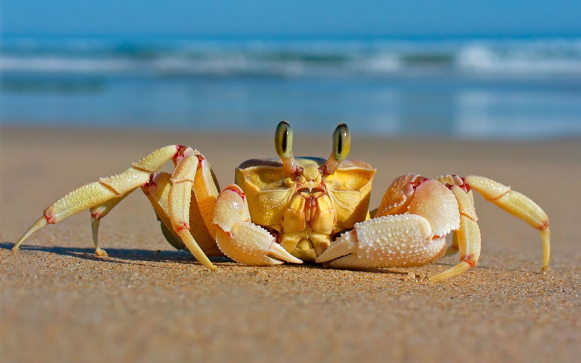 Crab Wallpaper Download Free  PixelsTalkNet