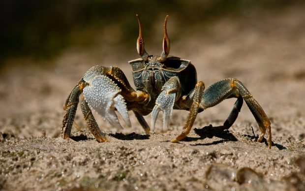 Crab Widescreen Wallpaper.